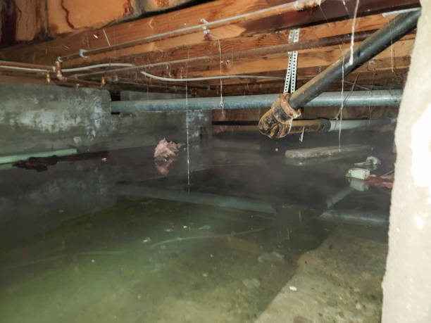 Best Water damage contractors near me  in Leoti, KS