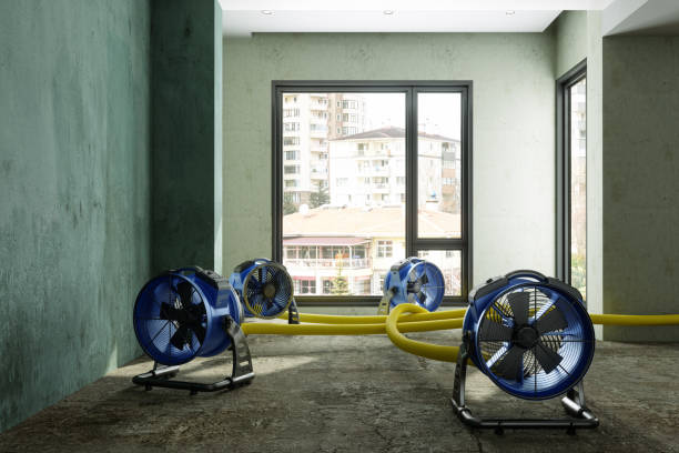 Best Mold removal after water damage  in Leoti, KS